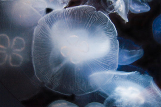 jelly fish