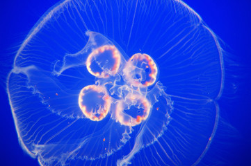 moon jellyfish and planktons in blue water