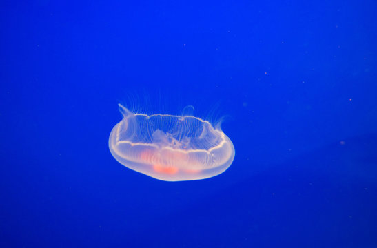 moon jellyfish and planktons in blue water