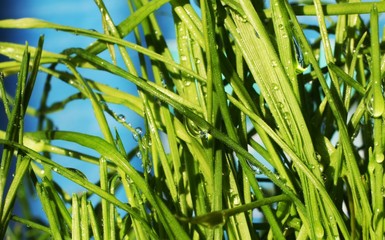 Obraz premium drops in grass