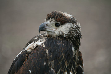 schreiseeadler