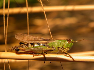 sauterelle
