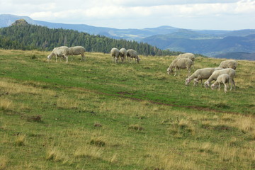 mouton dans un paturage