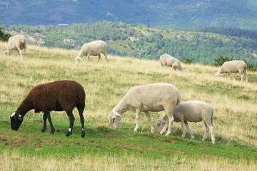 mouton dans un pré