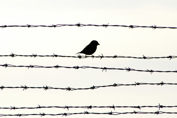 bird  on barbed wire