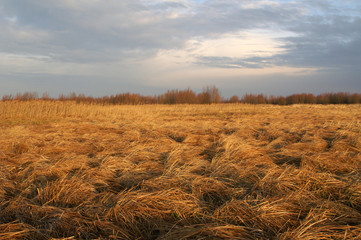 field