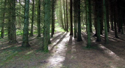 Obraz premium forest light