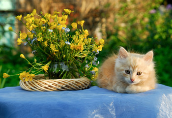 kitten near yellow bouquet