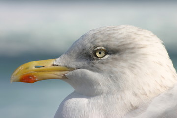 seagull close up
