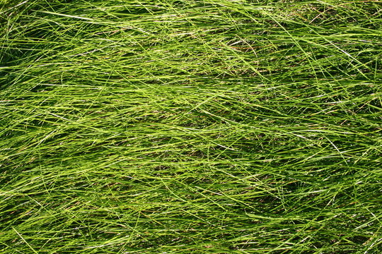 wild long green grass background