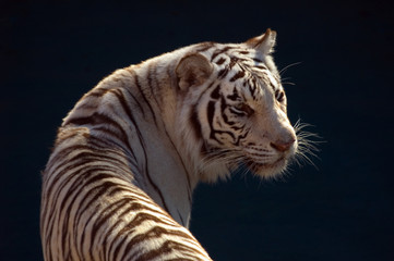 sumatran tiger