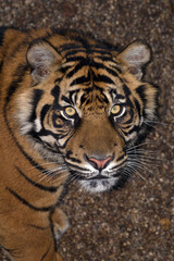 sumatran tiger