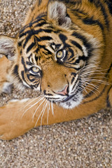sumatran tiger