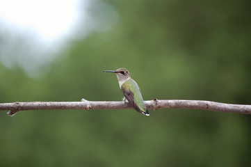 hummingbird on branch