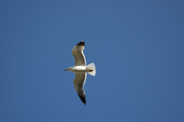 swallow 2