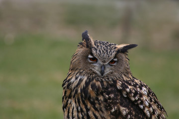 bubo bubo