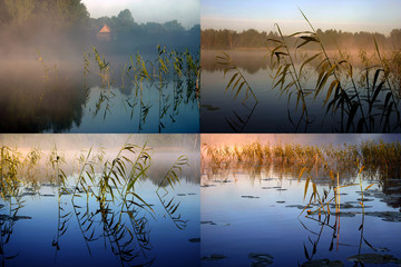 early summer morning collage