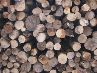 viel holz vor dem haus © Klaus Eppele