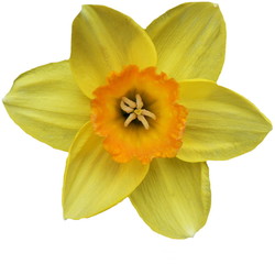 Fototapeta premium daffodil