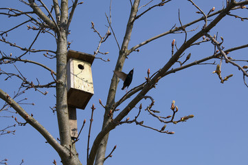spring in the yard- starling by his nesting-box