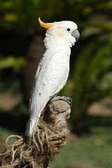 tropical bird series #2