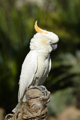 tropical bird series  4 © Victor Soares