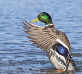 mallard