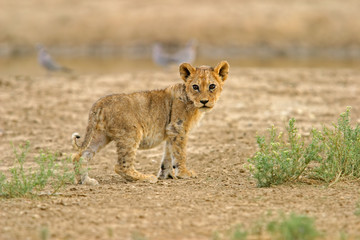 lion cub