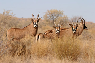 antilopes rouannes
