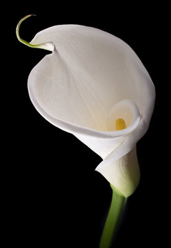 Fototapeta elegant white calla