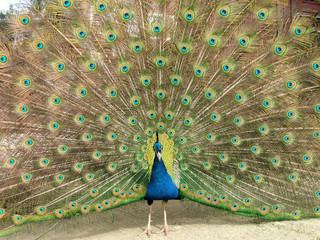 Obraz premium peacock