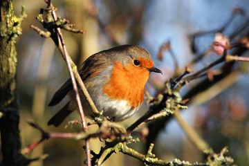 summer robin