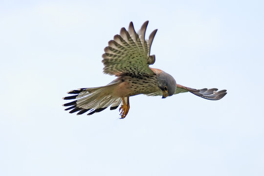 wild kestrel hovering