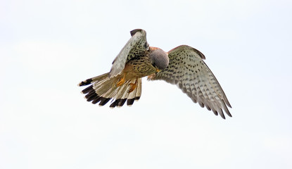 kestrel hovering over it's prey