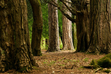 a clearing in the forest