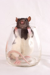 the rat in the glass