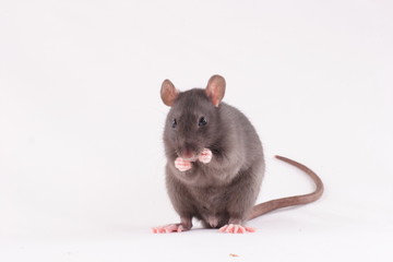 rat