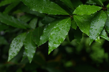 laurel under rain