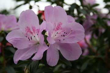 azalea rhododendron