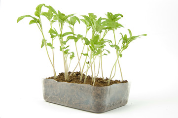 box of small tomato seedlings on white background