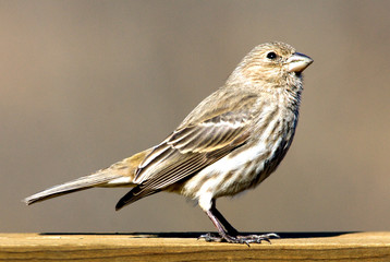 female house finch