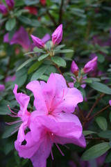 azalea rhododendron