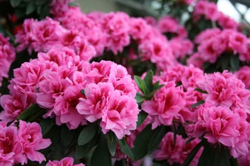 Gardinen Azalee Rhododendron © Canoneer