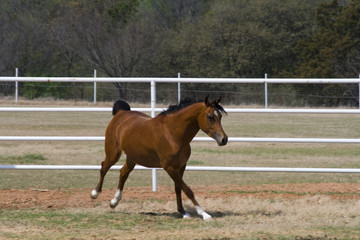 running arabian