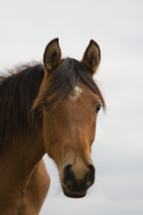 Obraz na płótnie Canvas horse head