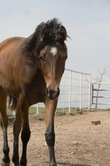 staring horse