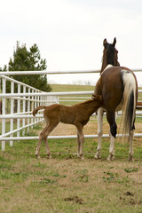 nursing foal