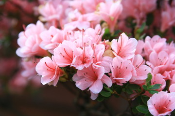 spring blooming in the garden