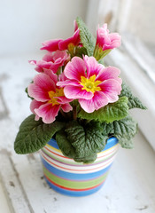 colorful flower