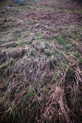 frozen grass background